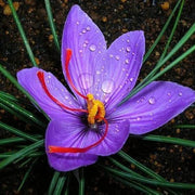 Deep Purple Crocus Seeds