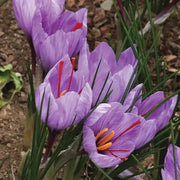 Deep Purple Crocus Seeds