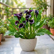 Deep Purple calla lily Seeds