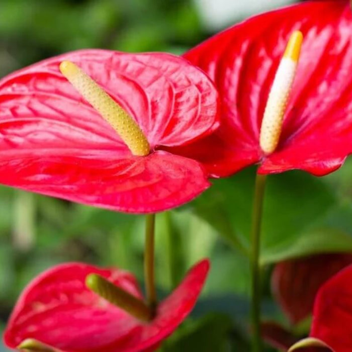 Deep Red anthurium Seeds