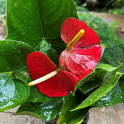 Deep Red anthurium Seeds