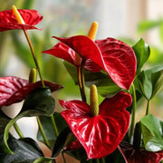 Deep Red anthurium Seeds
