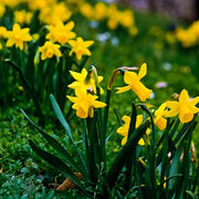 Deep Yellow Daffodil Seeds - Flower Plant