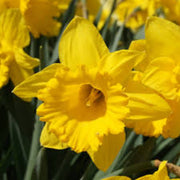 Deep Yellow Daffodil Seeds - Flower Plant