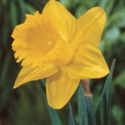 Deep Yellow Daffodil Seeds - Flower Plant