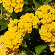 Deep Yellow Lantana Seeds - Flower Plant