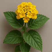 Deep Yellow Lantana Seeds - Flower Plant