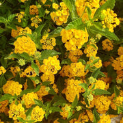 Deep Yellow Lantana Seeds - Flower Plant