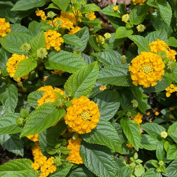 Deep Yellow Lantana Seeds - Flower Plant