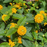 Deep Yellow Lantana Seeds - Flower Plant