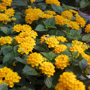 Deep Yellow Lantana Seeds - Flower Plant
