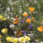 Deer Resistant Mix Wildflower Seeds