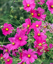 Cosmos Seeds – Cosmos bipinnatus