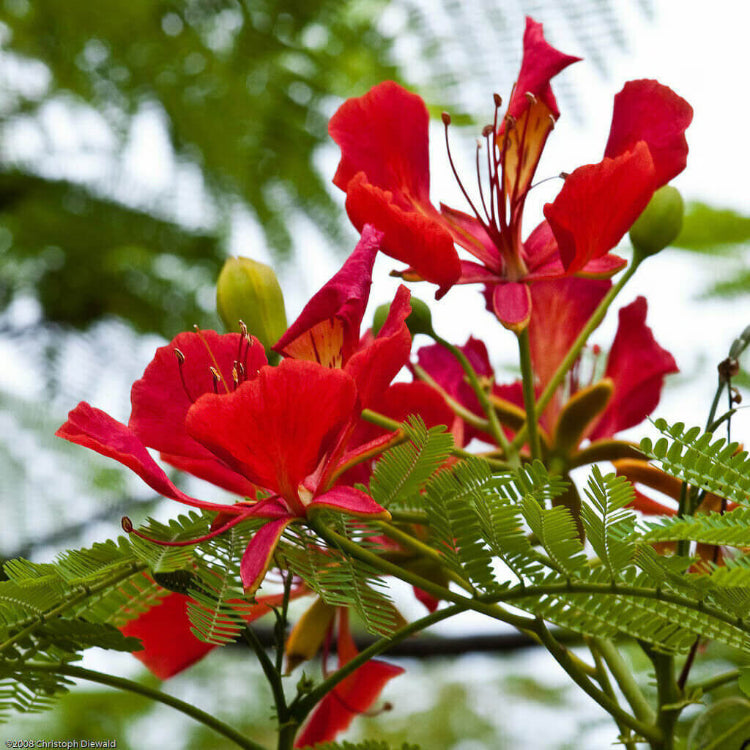 Delonix Regia Flamboyant Flame Seeds