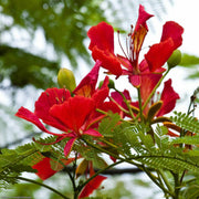 Delonix Regia Flamboyant Flame Seeds
