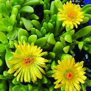 Yellow Ice Seeds