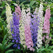 Giant Imperial Mix Delphinium Consolida Seeds