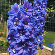 Blue Candle Larkspur Delphinium Seeds