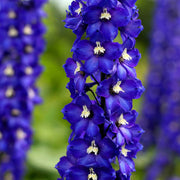 Blue Candle Larkspur Delphinium Seeds