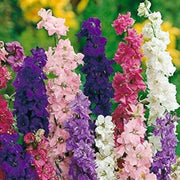 Giant Imperial Mix Delphinium Consolida Seeds