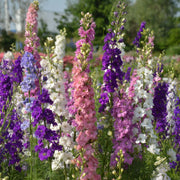 Giant Imperial Mix Delphinium Consolida Seeds