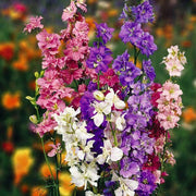Giant Imperial Mix Delphinium Consolida Seeds