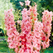 Pink Delphinium Seeds