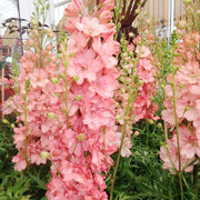 Pink Delphinium Seeds