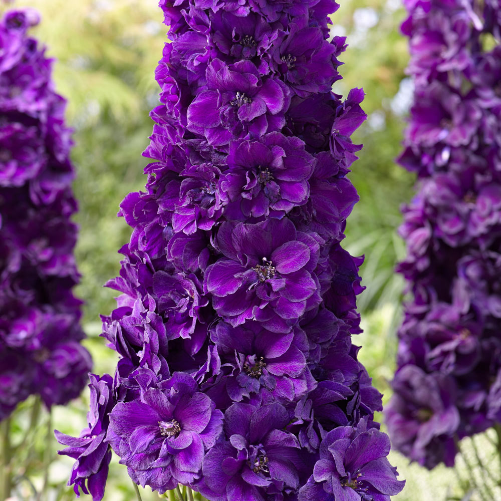 Black Knight Delphinium Seeds