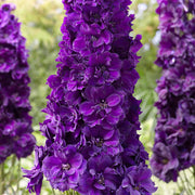 Black Knight Delphinium Seeds