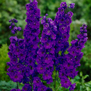Black Knight Delphinium Seeds