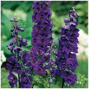 Black Knight Delphinium Seeds
