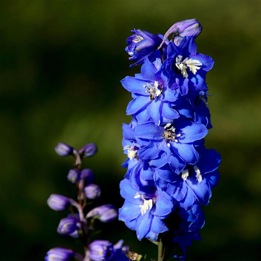 Blue Candle Larkspur Delphinium Seeds
