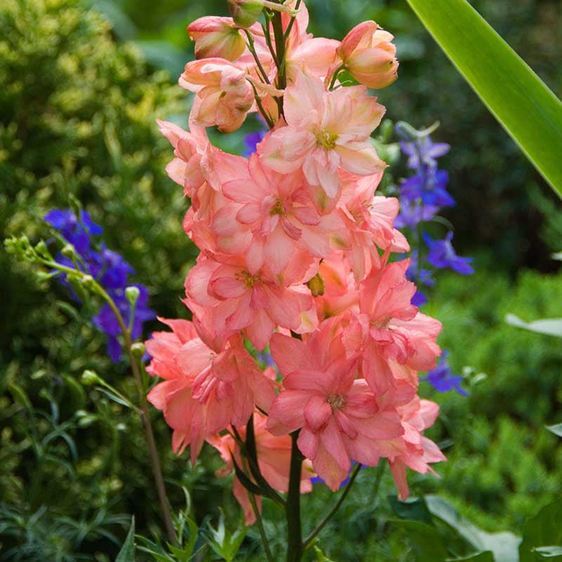 Pink Delphinium Seeds
