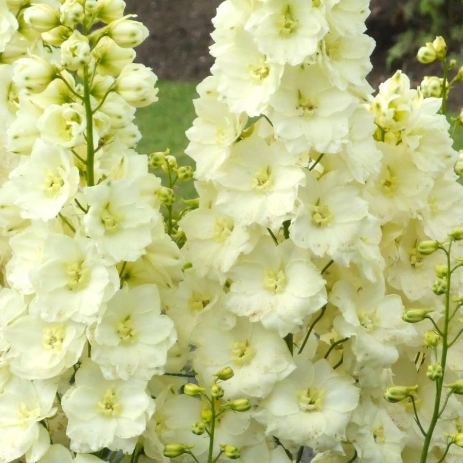 Yellow Delphinium Seeds