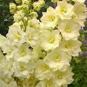 Yellow Delphinium Seeds