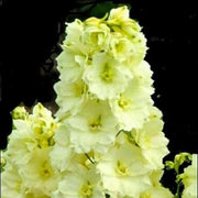 Yellow Delphinium Seeds