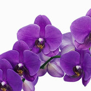 Purple Butterfly Orchid Seeds