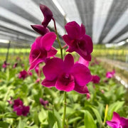 Pink Red Dendrobium Orchid Seeds