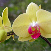 Light Yellow Dendrobium Orchid Seeds