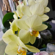 Light Yellow Dendrobium Orchid Seeds