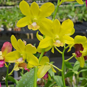 Yellow Dendrobium Orchid Seeds