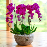 Orchid Seeds – Orchidaceae spp.
