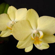 Light Yellow Dendrobium Orchid Seeds
