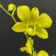 Yellow Dendrobium Orchid Seeds