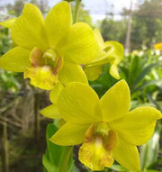 Yellow Dendrobium Orchid Seeds