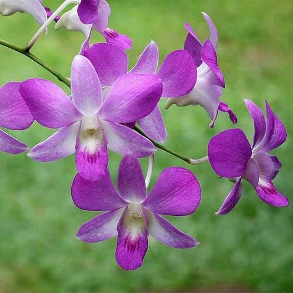 Wildflower Dendrobium Seeds