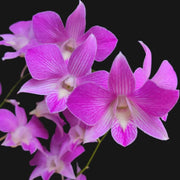 Wildflower Dendrobium Seeds
