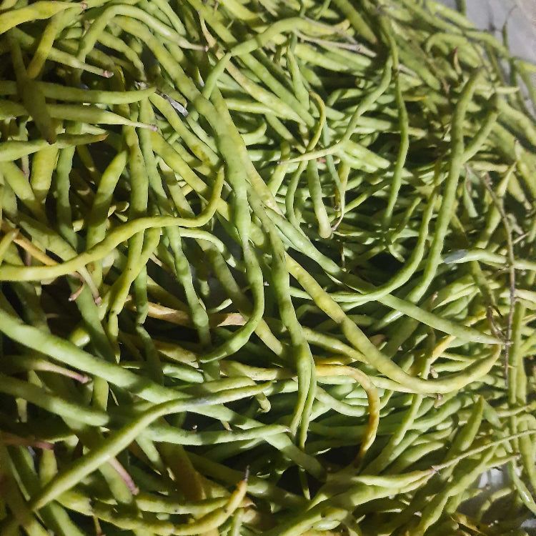 Desert Bean Seeds