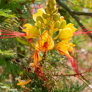 Desert Bird of Paradise Seeds, Yellow and Red